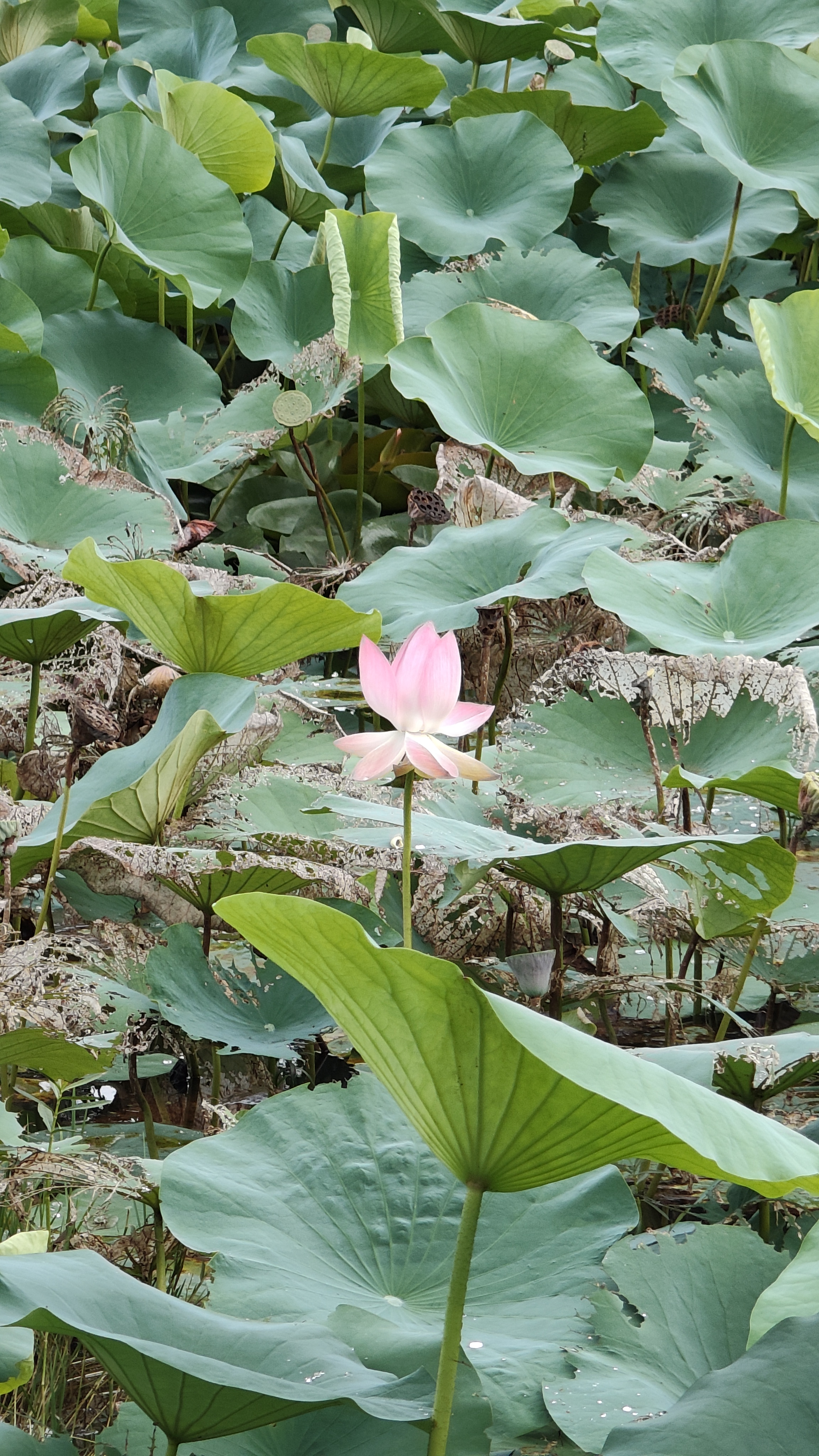 Lotus