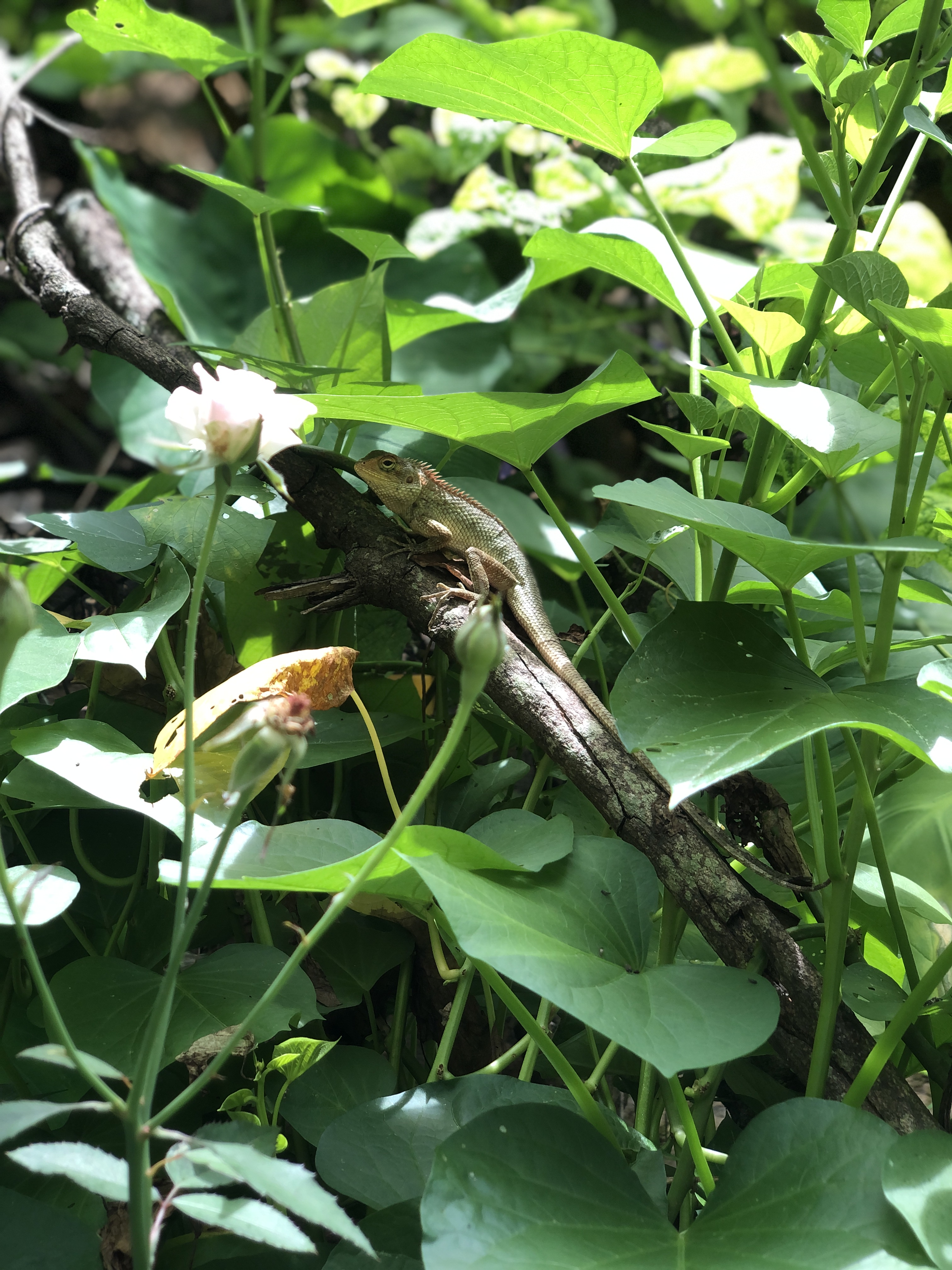 Lizard